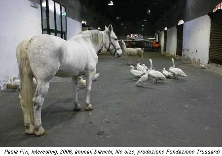 Paola Pivi, Interesting, 2006, animali bianchi, life size, produzione Fondazione Trussardi