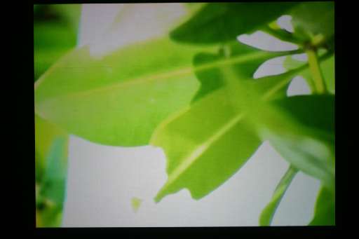 fino al 5.II.2005 | Anri Sala | Napoli, Galleria Alfonso Artiaco