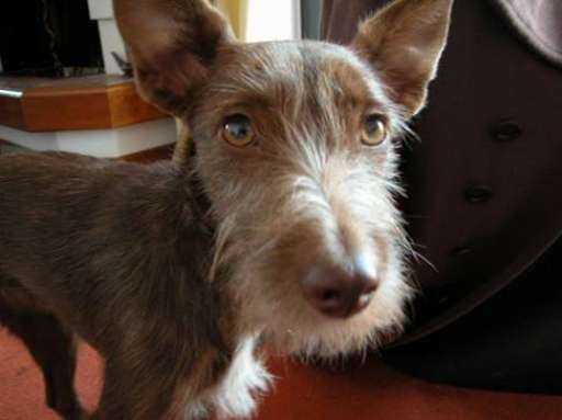 A Roma si è smarrita Pippi, la cagnetta presenzialista dei vernissage. Ma è stata già ritrovata A Roma si è smarrita Pippi, la cagnetta presenzialista dei vernissage. Ma è stata già ritrovata