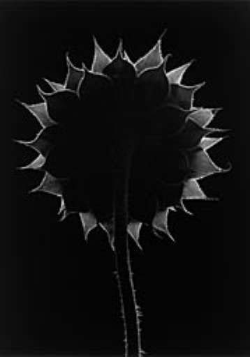 fino al 26.II.2005 | Paul Caponigro | Milano, Nepente Art Gallery fino al 26.II.2005 | Paul Caponigro | Milano, Nepente Art Gallery