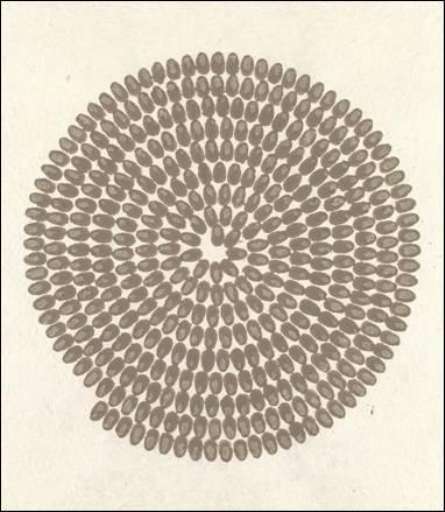 fino al 15.V.2005 | Richard Long | Roma, Galleria Lorcan O’Neill