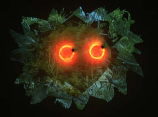 Beck’s Futures art prize, nuovi trend da Londra. Ha vinto Christina Mackie