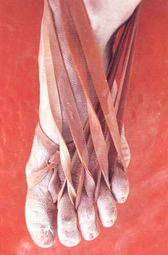 fino al 24.VI.2005 | Riti sacri. Riti Profani | Roma, Calcografia fino al 24.VI.2005 | Riti sacri. Riti Profani | Roma, Calcografia