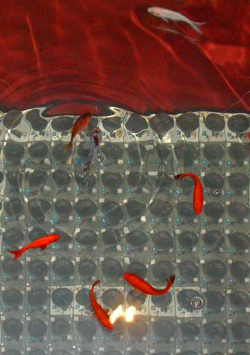 fino al 30.VII.2005 | Ennio Bertrand – Swimming Sounds | Milano, Die Schactel