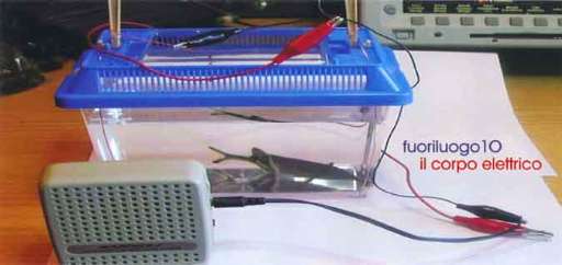 fino al 16.X.2005 | Fuoriluogo10 – Il corpo elettrico | Campobasso, Galleria Limiti inchiusi / Ferrazzano (cb), Palazzo Chiarulli