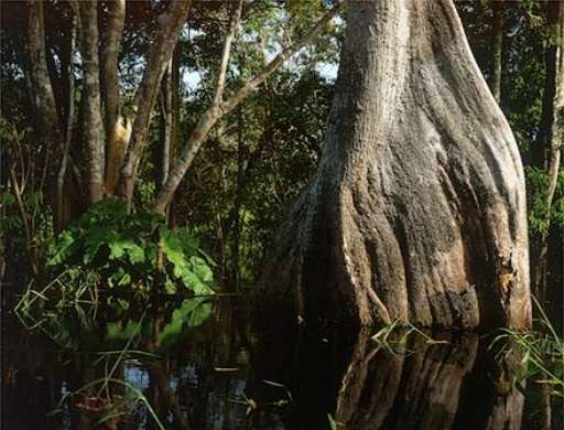 Un Progetto Verde per l’Amazzonia. Arte ed ecologia alla Fiera delle Utopie Concrete di Città di Castello