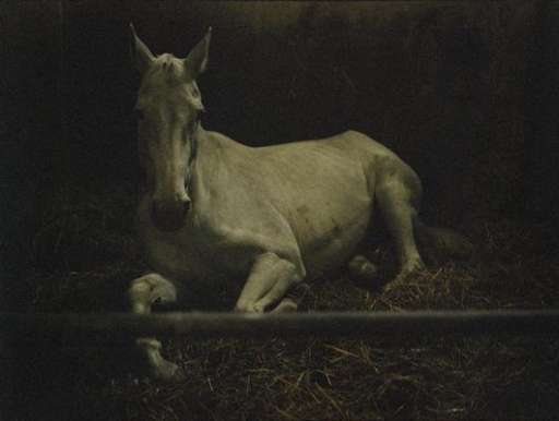 fino al 3.XII.2005 | Charlotte Dumas | Roma, Galleria Valentina Bonomo