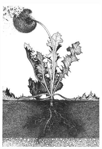 fino al 20.XI.2005 | Niccola Toffolini | Codroipo (ud), Villa Manin