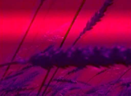 Un live per Bianco-Valente e Mass. A Salerno, un assaggio del nuovo disco