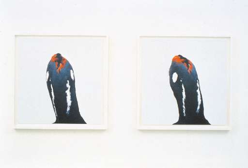 fino al 7.V.2006 | Roni Horn | Bolzano, Museion fino al 7.V.2006 | Roni Horn | Bolzano, Museion