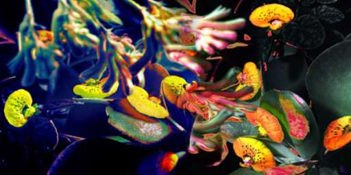 fino al 31.VII.2006 | Marco Ambrosi | Milano, Bel Art Gallery