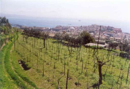 La cultura della Vendemmia. Alla Vigna San Martino di Napoli alla sera si fa teatro La cultura della Vendemmia. Alla Vigna San Martino di Napoli alla sera si fa teatro