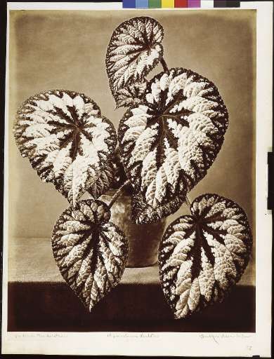 fino al 10.XII.2006 | Vu d’Italie 1841-1941 | Firenze, Mnaf fino al 10.XII.2006 | Vu d’Italie 1841-1941 | Firenze, Mnaf