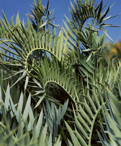fino al 21.I.2007 | Andres Serrano | Milano, BND fino al 21.I.2007 | Andres Serrano | Milano, BND