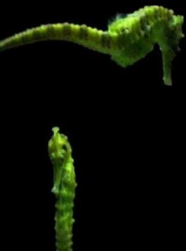 fino al 17.VI.2007 | Elisa Sighicelli | Torino, Gam