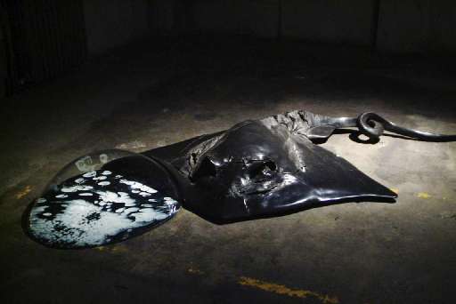 fino al 31.X.2007 | Diego Scroppo | Torino, Guido Costa Projects