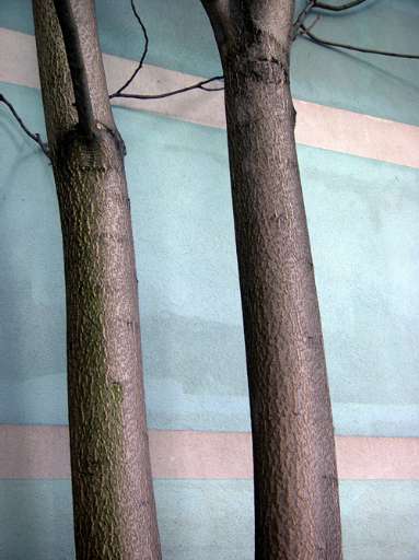 fino al 12.I.2008 | Heidi Specker | Roma, BrancoliniGrimaldi fino al 12.I.2008 | Heidi Specker | Roma, BrancoliniGrimaldi