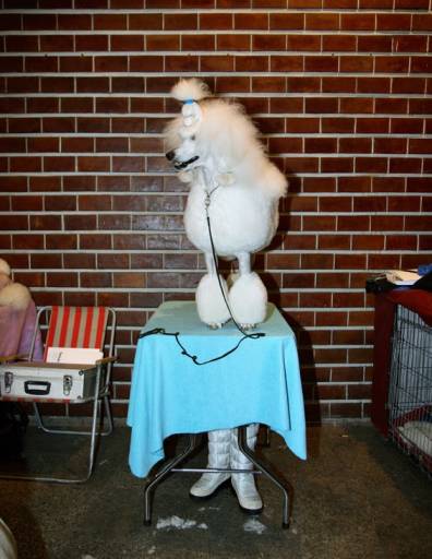 fino al 23.II.2008 | Andrzej Tobis | Roma, Unosunove