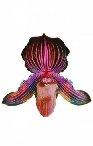 fino al 15.III.2008 | Renato Grome | Trieste, LipanjePuntin