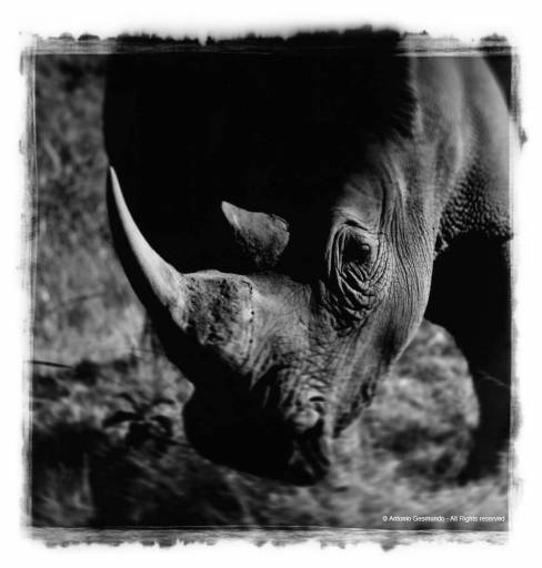 fino al 13.IV.2008 | Antonio Gesmundo | Torino, Pho-To’ 35 fino al 13.IV.2008 | Antonio Gesmundo | Torino, Pho-To’ 35