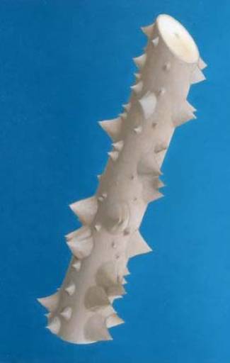 fino al 31.VII.2008 | Daniel Sinsel | Venezia, Il Capricorno fino al 31.VII.2008 | Daniel Sinsel | Venezia, Il Capricorno