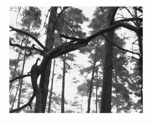 fino al 10.I.2009 | Michael Schmidt | Milano, Suzy Shammah