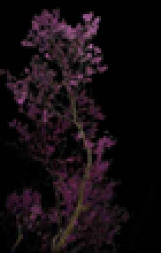 fino al 27.IX.2009 | Giovanni Ozzola | Firenze, Villa Bardini