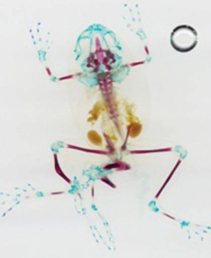 fino al 14.XI.2009 | Brandon Ballengée | Milano, Nowhere Gallery