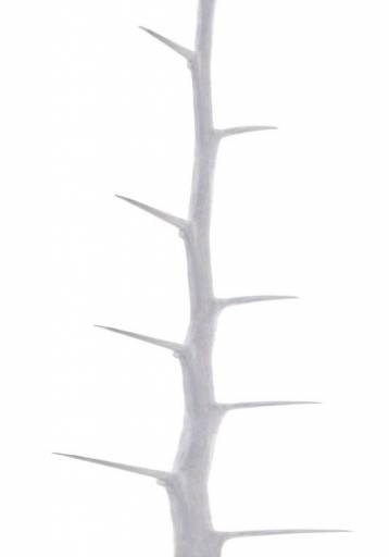 fino al 28.XI.2009 | Nunzio De Martino | Roma, Changing Role