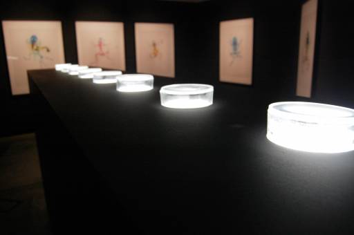 fino al 10.X.2010 | Brandon Ballengée | Torino, Pav