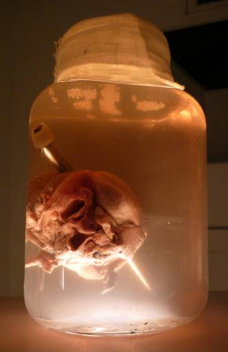 fino all’1.X.2010 | Tommaso Garavini | Genova, Violabox fino all’1.X.2010 | Tommaso Garavini | Genova, Violabox