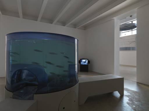 fino al 8.VII.2011 | Carsten Holler – Animal Works | Galleria Massimo De Carlo, Milano