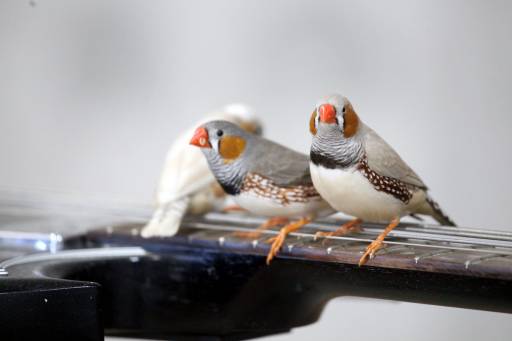 fino al 4.XII.2011 | Céleste Boursier-Mougenot | Milano, Hangar Bicocca