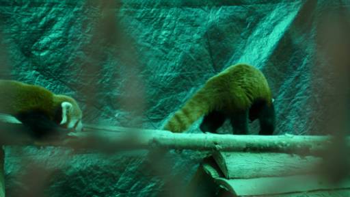 fino al 17.V.2012 | Koo Jeong – a | Genova, Galleria Pinksummer