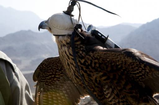 Le mostre degli altri Le mostre degli altri