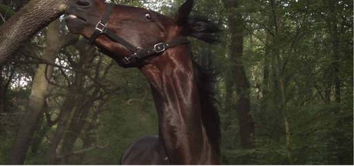 Fino al 30-IX-2012 | The end of the process | Genova, CHAN Contemporary Art Association