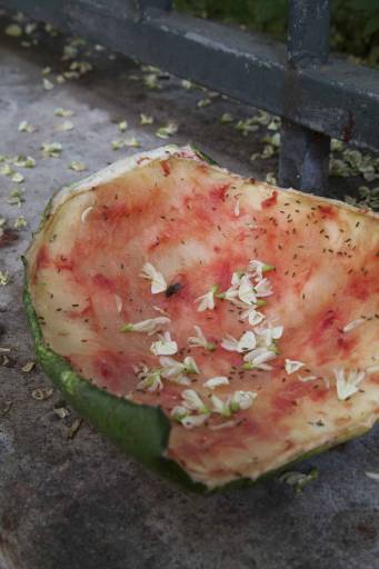 Quella Roma vacante | che ci prova ancora Quella Roma vacante | che ci prova ancora