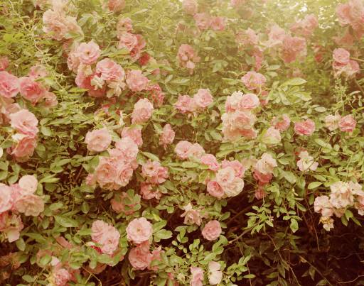 Fino al 24.VII.2014 | Elger Esser, Ab Olympo | Galleria Alessandra Bonomo, Roma