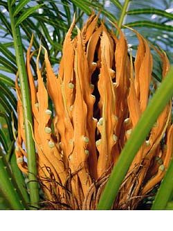 TomasoRenoldiBracco presenta Andres Serrano a Milano TomasoRenoldiBracco presenta Andres Serrano a Milano