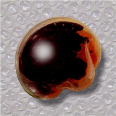 Si apre Ciboxmenti a Bolzano