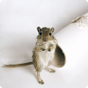 La Svezia fa passerella a Roma