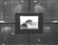 Padiglione Cile, Biennale di Venezia, Juan Downey