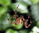 Spider, Cagol