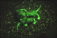 Eduardo Kac, The eighth day