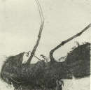 Girasoli, acquaforte, 1983