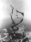 Cypress Grove Trail,Point Lobos,California,1951