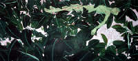 Andrea Massaioli, Ficus verde con corpo
