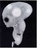 UOVO – rivistina snob?