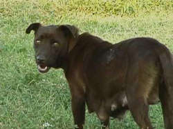 dara friedman - Tamarind 