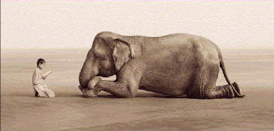 Colbert, lettura a elefante